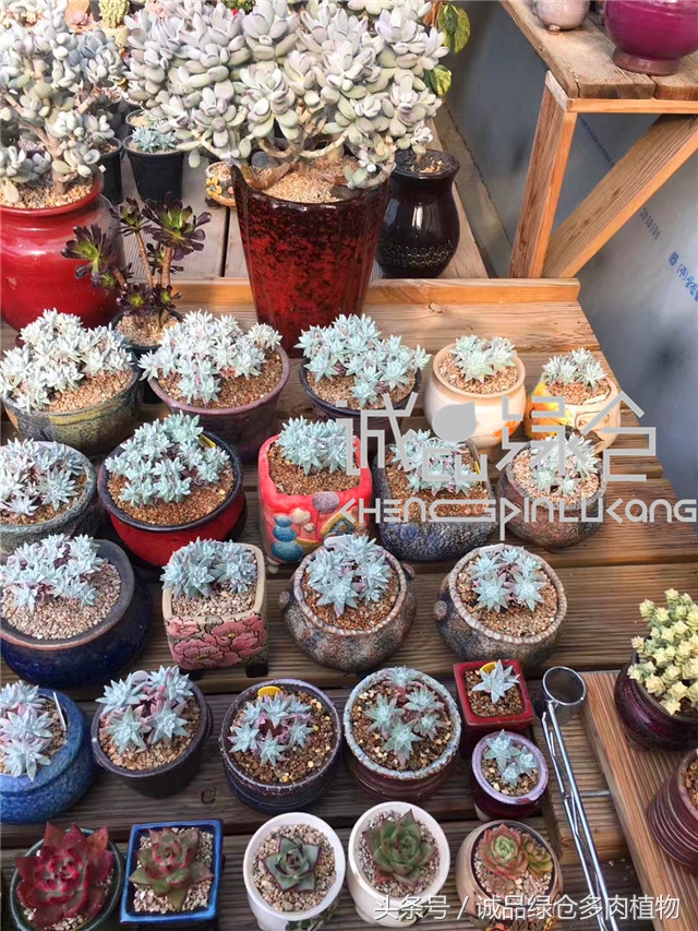 美爆了的韩国多肉植物大棚