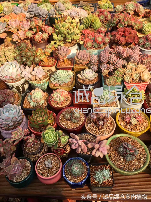 美爆了的韩国多肉植物大棚