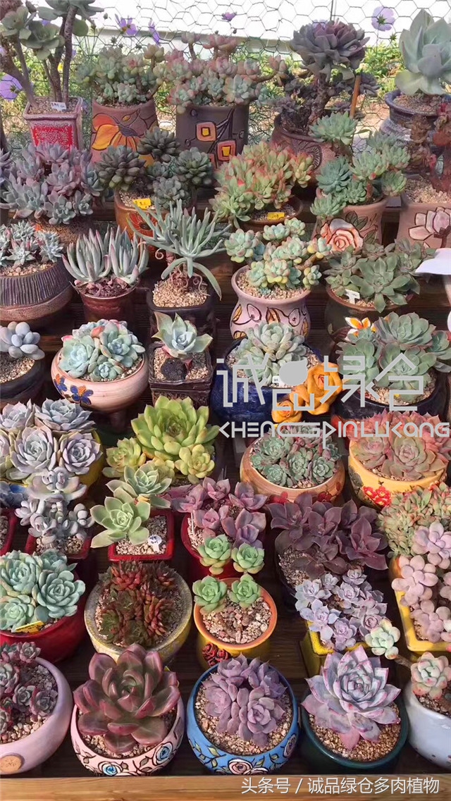 美爆了的韩国多肉植物大棚