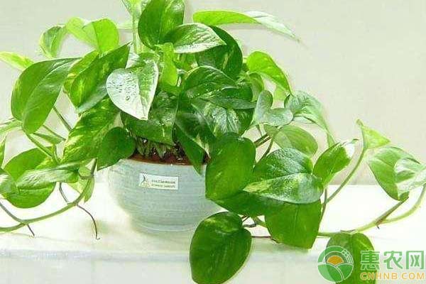 绿萝花的养法和注意事项,绿萝为什么被称为生命之花