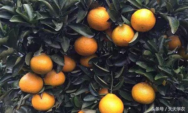 广西沃柑和象山红美人,柑橘品种大全绿柑
