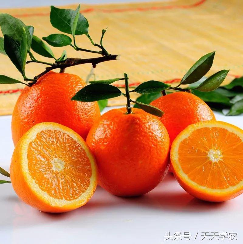 广西沃柑和象山红美人,柑橘品种大全绿柑