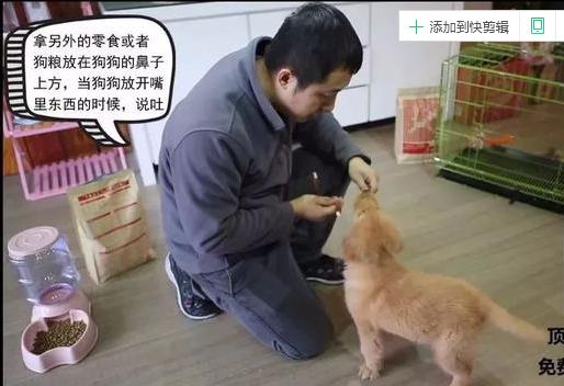 狗狗的衔取、咬吐训练——小课堂大学问！