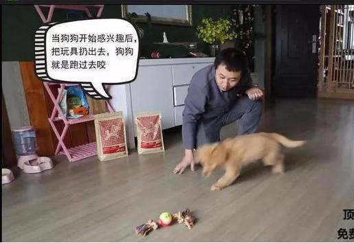 狗狗的衔取、咬吐训练——小课堂大学问！