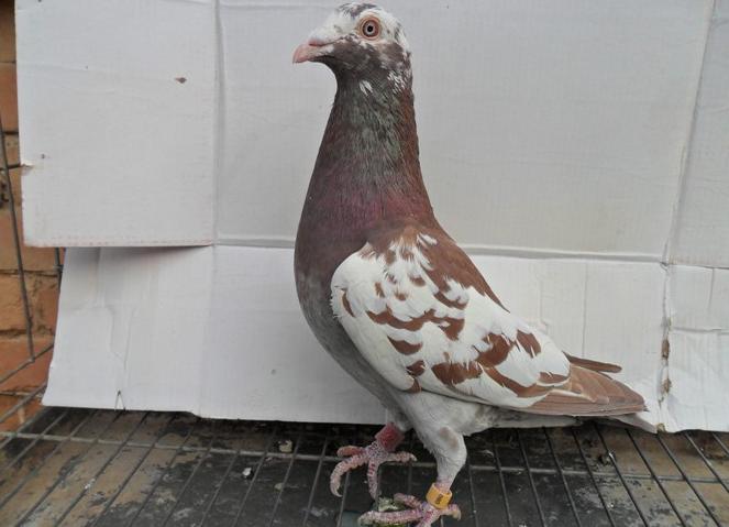 公棚迟归鸽最后都去了哪里,公棚迟归鸽还能继续比赛吗