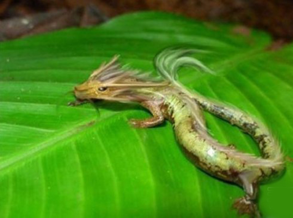 龙有什么奇闻怪事,龙真实存在吗东西方都有龙的传说