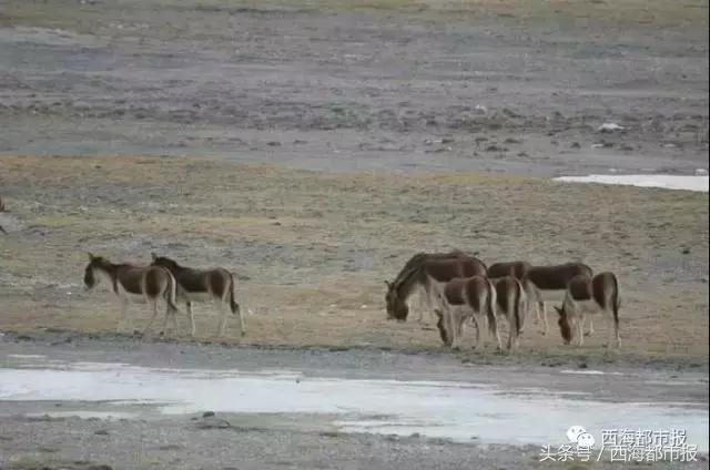 青海最惹眼的“尕网红”！“单挑哥”“白娘子”“老哇爷”