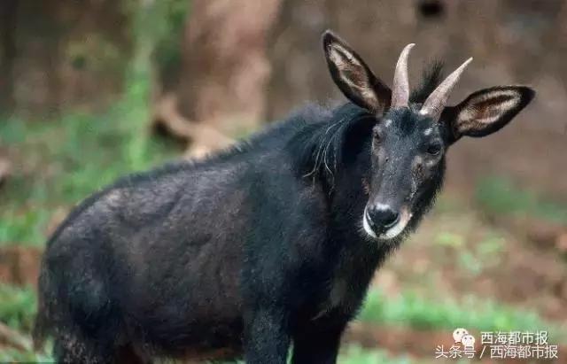 青海最惹眼的“尕网红”！“单挑哥”“白娘子”“老哇爷”