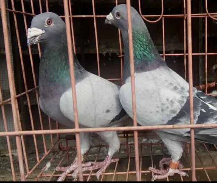 冠军鸽的鉴赏,冠军赛鸽特点分析