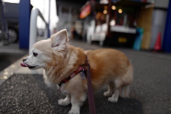 狗狗怀孕了应该怎么喂养,狗狗怀孕怎么补营养