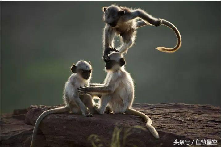 生肖猴在未来几年运气怎么样,2018年属猴男每个月运程和财运