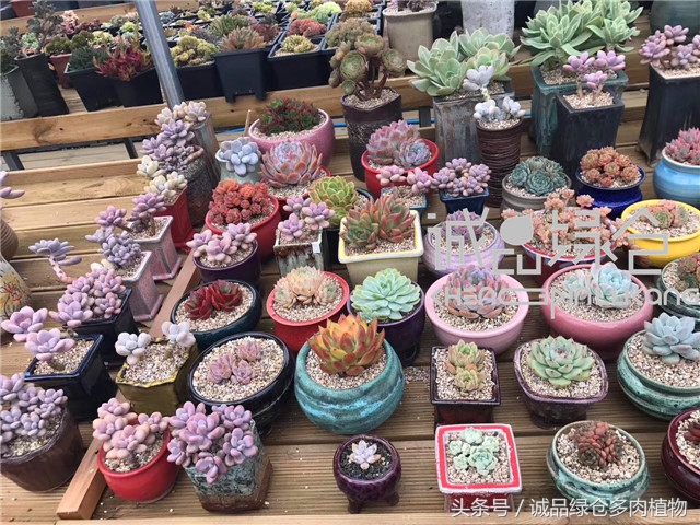 美爆了的韩国多肉植物大棚