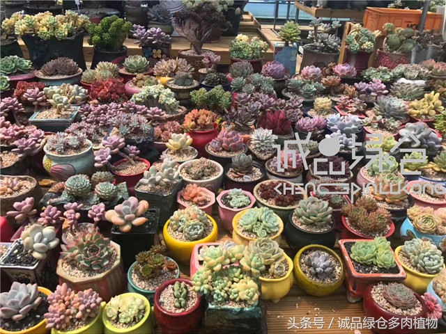美爆了的韩国多肉植物大棚