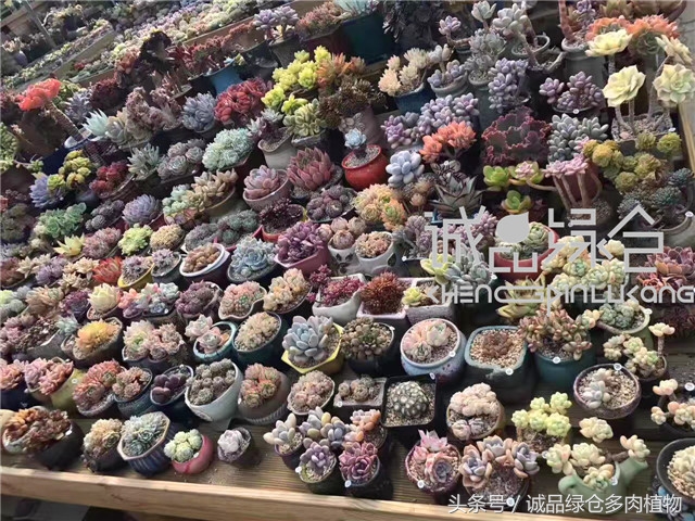 美爆了的韩国多肉植物大棚