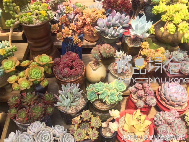 美爆了的韩国多肉植物大棚