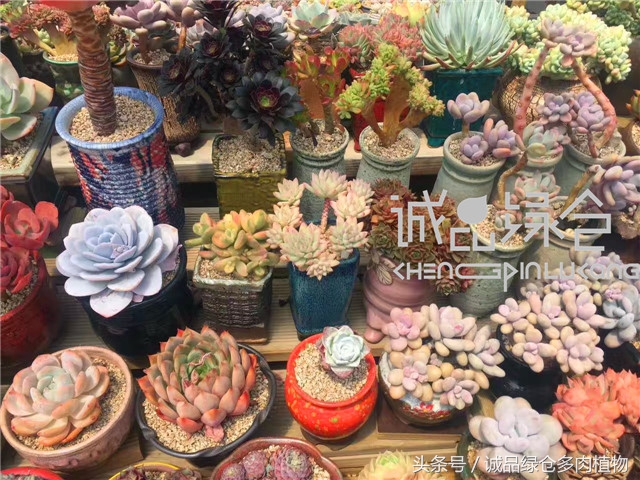 美爆了的韩国多肉植物大棚