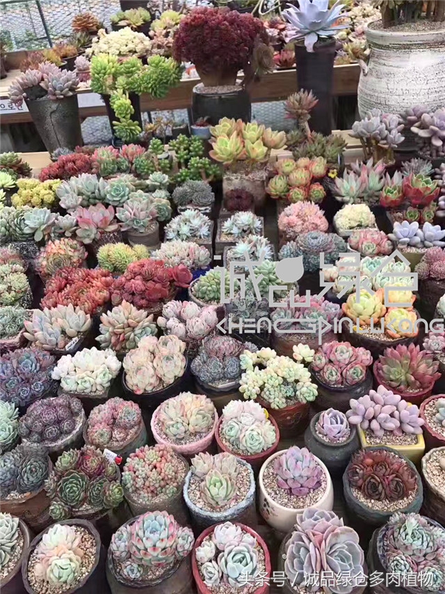 美爆了的韩国多肉植物大棚
