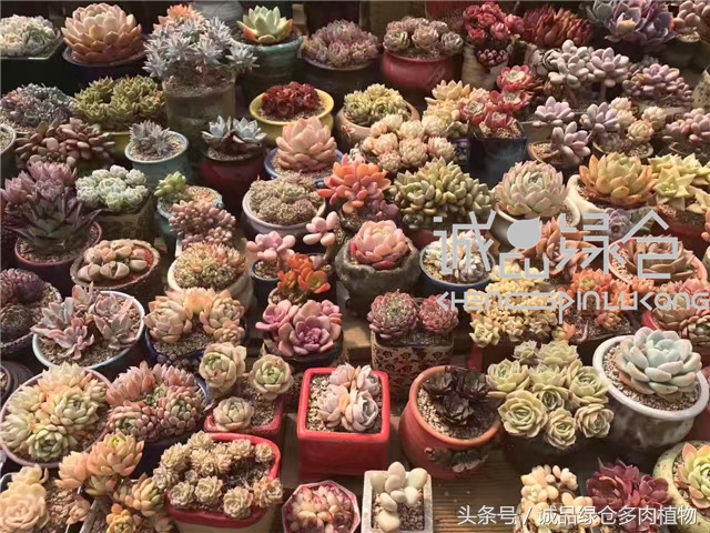 美爆了的韩国多肉植物大棚