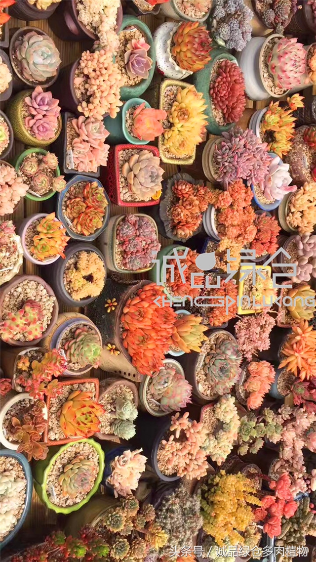 美爆了的韩国多肉植物大棚