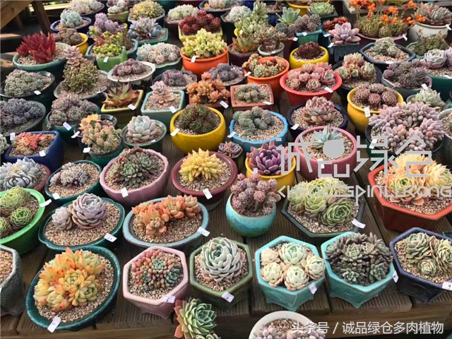 美爆了的韩国多肉植物大棚