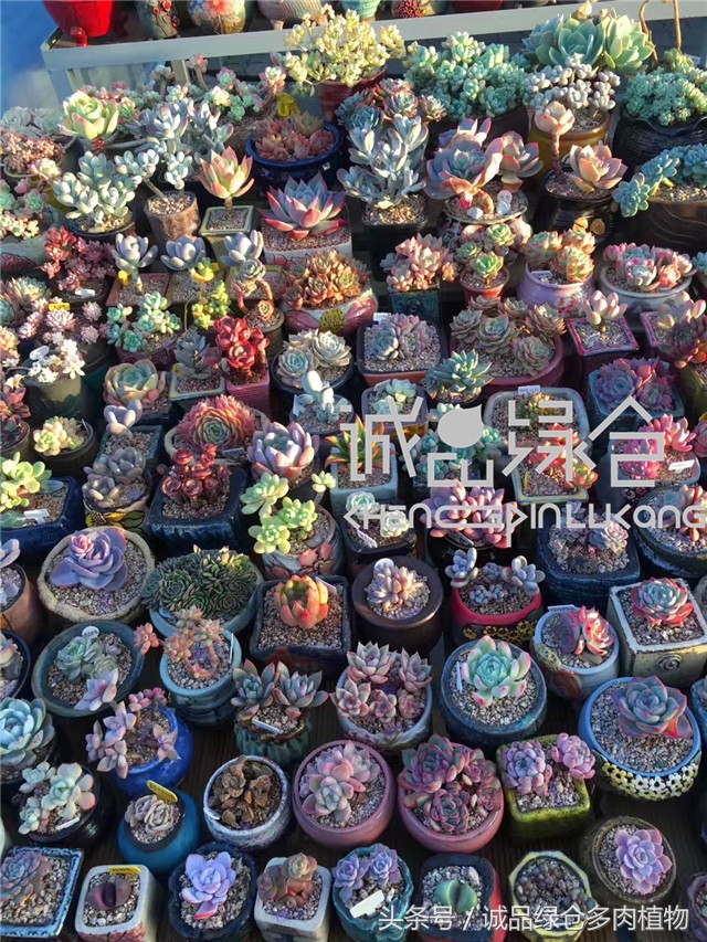 美爆了的韩国多肉植物大棚