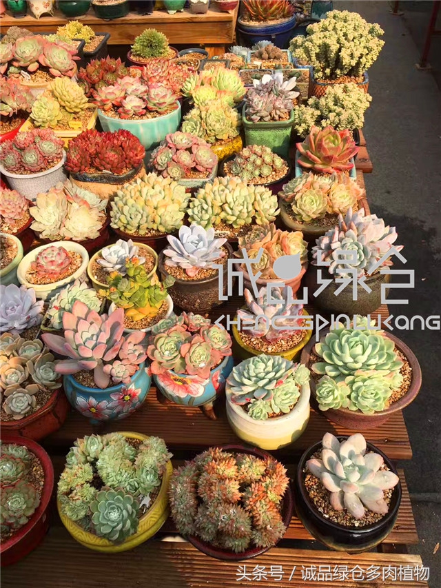 美爆了的韩国多肉植物大棚