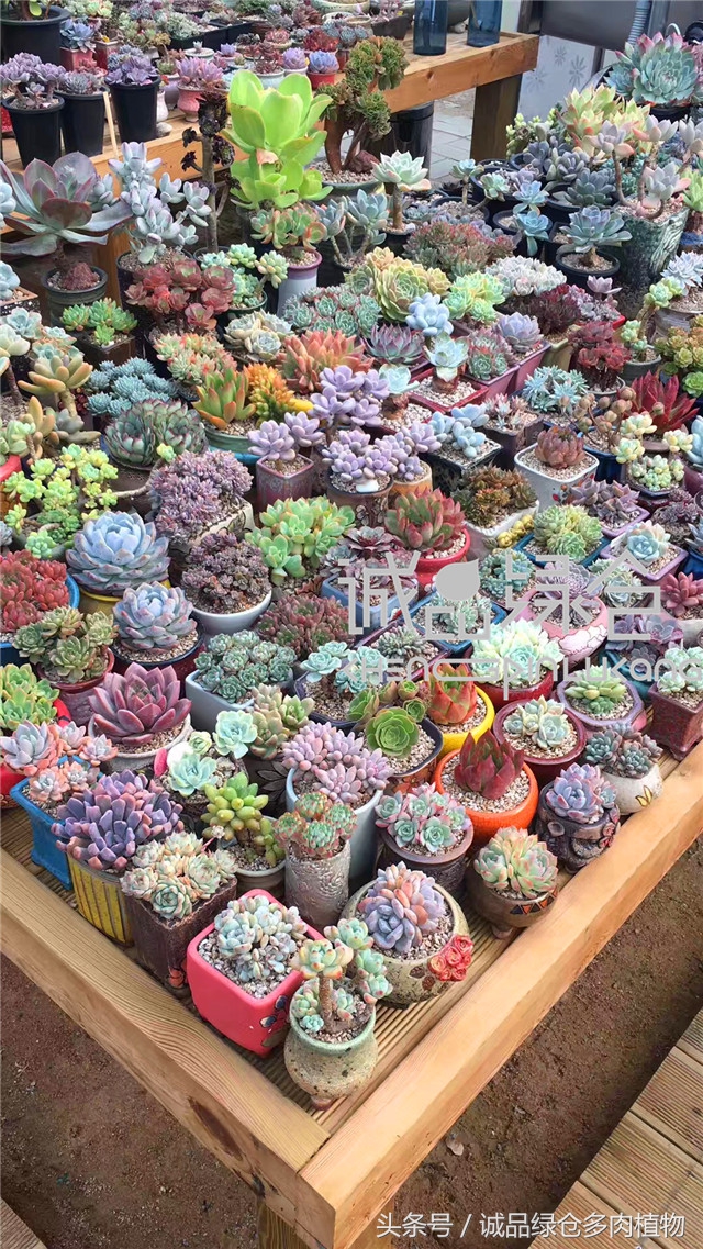 美爆了的韩国多肉植物大棚