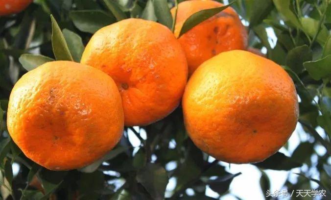 广西沃柑和象山红美人,柑橘品种大全绿柑