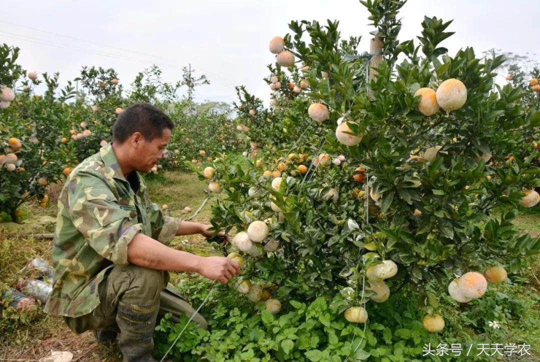 广西沃柑和象山红美人,柑橘品种大全绿柑