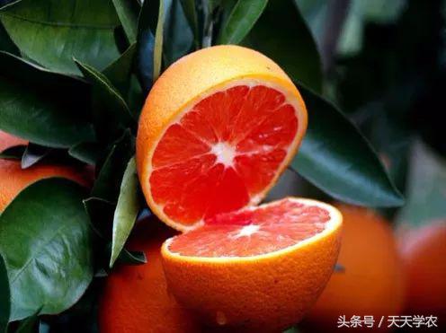 广西沃柑和象山红美人,柑橘品种大全绿柑