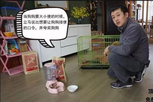 狗狗的衔取、咬吐训练——小课堂大学问！