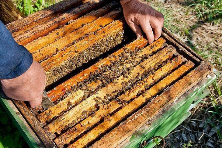 蜂头领蜂群秋季饲养管理技术,夏天蜂群管理全过程