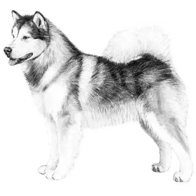 标准阿拉斯加长相,标准阿拉斯加犬