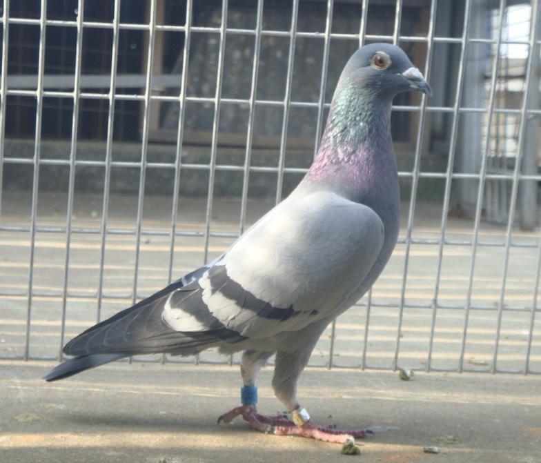 公棚迟归鸽最后都去了哪里,公棚迟归鸽还能继续比赛吗