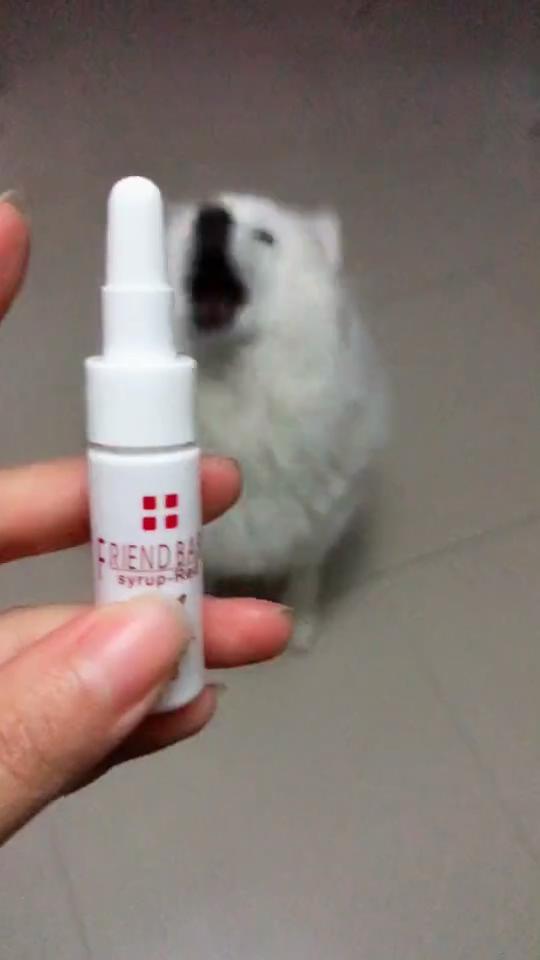 狗狗喂药好难喂怎么喂才好,如何正确给狗狗喂液体药