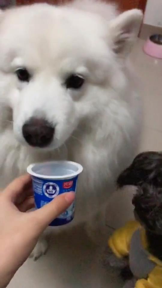 狗狗喂药好难喂怎么喂才好,如何正确给狗狗喂液体药