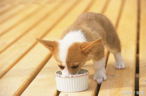 给狗狗喂狗粮它不吃怎么办,给狗狗喂食的时候