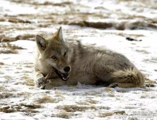 青海最惹眼的“尕网红”！“单挑哥”“白娘子”“老哇爷”
