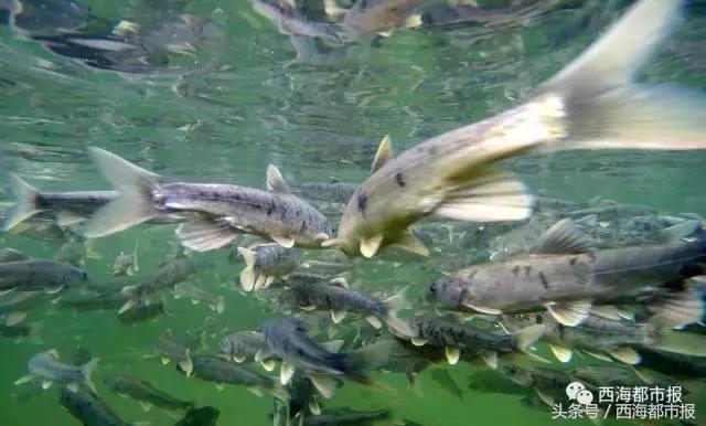 青海最惹眼的“尕网红”！“单挑哥”“白娘子”“老哇爷”