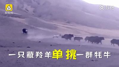 青海最惹眼的“尕网红”！“单挑哥”“白娘子”“老哇爷”