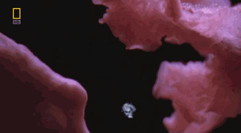 卵子和精子相遇……怎么就变成小孩了?