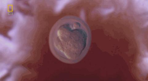 卵子和精子相遇……怎么就变成小孩了?