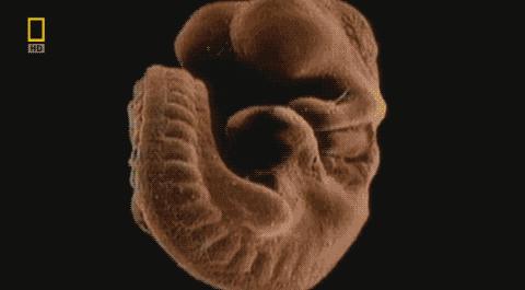 卵子和精子相遇……怎么就变成小孩了?