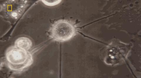 卵子和精子相遇……怎么就变成小孩了?