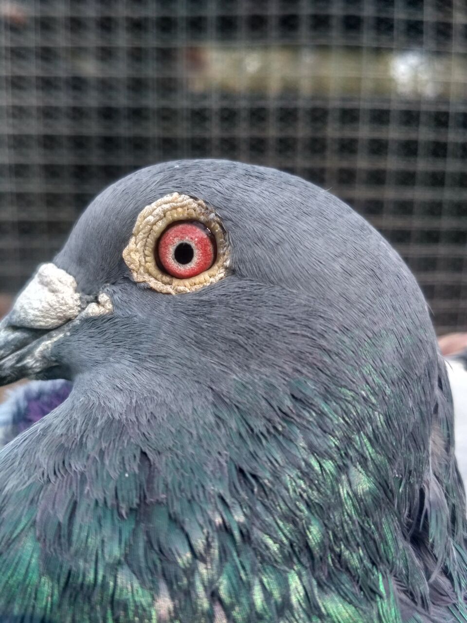 冠军鸽的鉴赏,冠军赛鸽特点分析