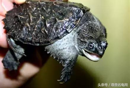 龟类推荐,龟类最新信息