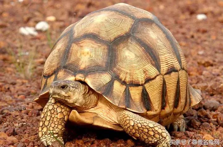 龟类推荐,龟类最新信息