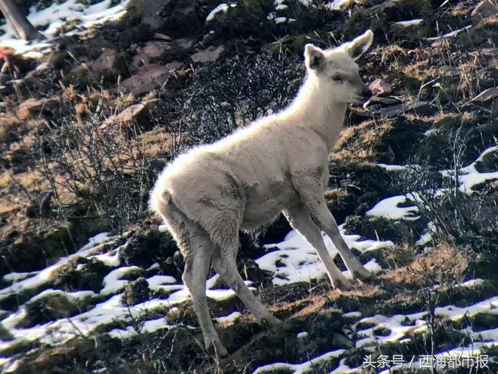 青海最惹眼的“尕网红”！“单挑哥”“白娘子”“老哇爷”