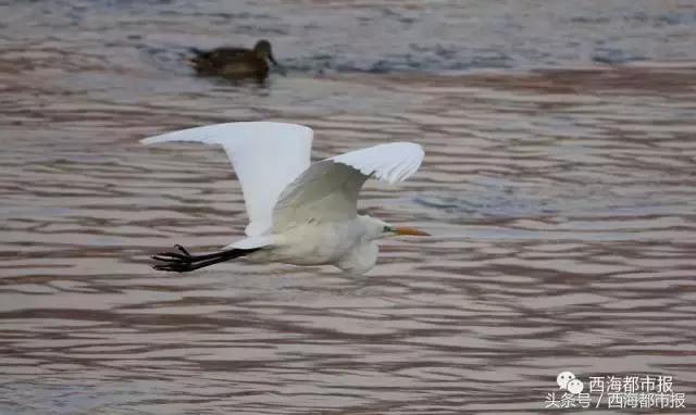 青海最惹眼的“尕网红”！“单挑哥”“白娘子”“老哇爷”