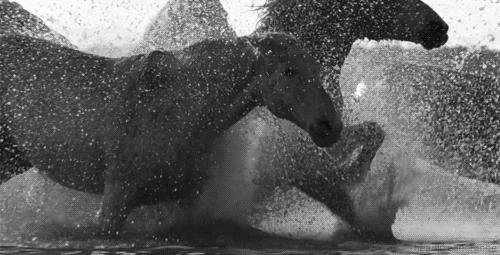 保山南红玉石雕刻,千里马玉石雕刻